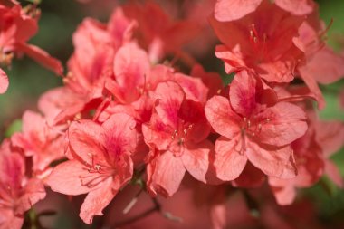 ormangülü Kaempferi çiçek makro seçici odak 