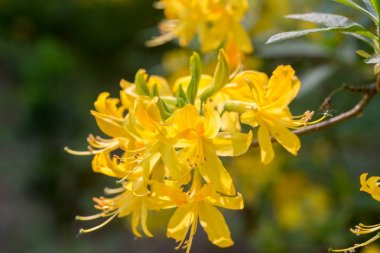 Sarı ormangülü çiçek makro seçici odak 