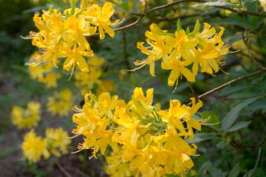 Sarı ormangülü çiçek makro seçici odak 