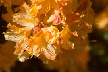 Turuncu ormangülü Christopher Wren çiçekler makro seçici fo