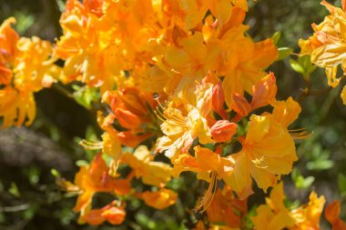 orange Sunte Nectarine rhododendron flowers  macro selective foc