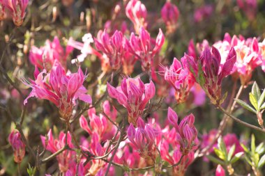 pembe Pucella ormangülü çiçek makro seçici odak 