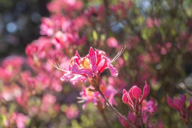 pembe Pucella ormangülü çiçek makro seçici odak 