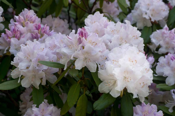 Pink rhododendron Balalaica flowers  macro selective focus — Stock Photo, Image