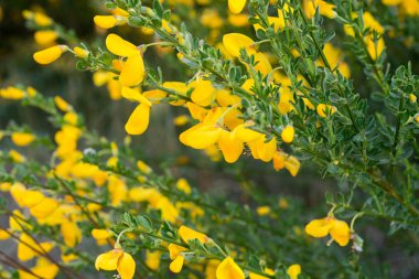 Cytisus scoparius, yaygın süpürge ya da İskoç süpürgesi sarı çiçekler yakın plan seçici odak