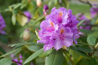 Lila rengi ormangülü çiçek çiçeklenme makroda