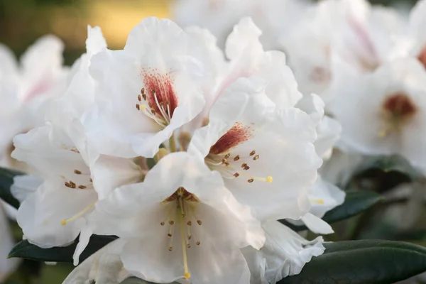 White Color Rhododendron Flower Bloom Macro — 图库照片