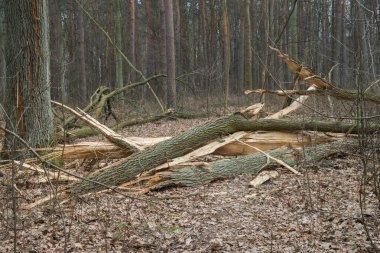 Sonbahar ormanında düşen meşe ağacı