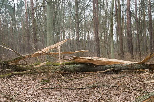 Öreg Bukott Tölgyfa Őszi Erdőben — Stock Fotó