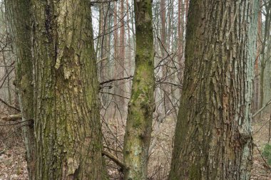 Yosunlu meşe gövdeleri orman detaylarında