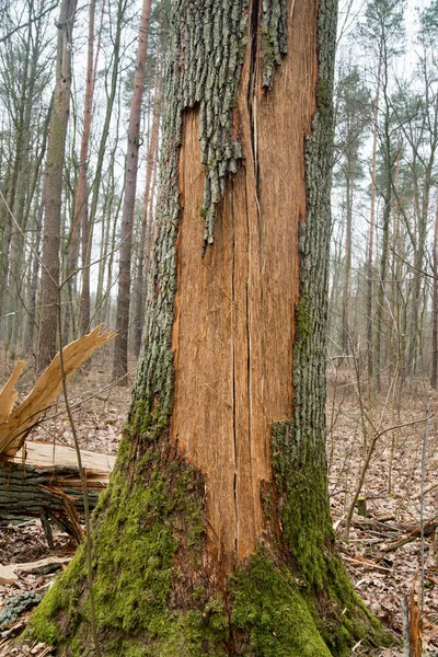 Törött Öreg Tölgyfa Törzs Erdőben — Stock Fotó