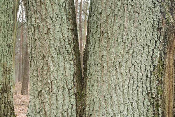 Tronchi Quercia Muschiata Nel Dettaglio Della Foresta — Foto Stock