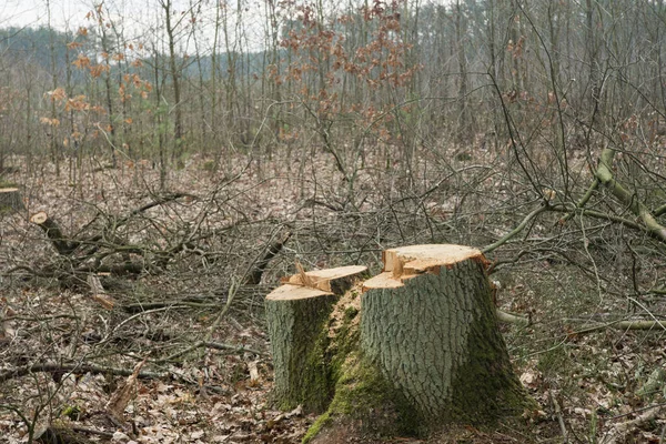 Řezané Dubové Pařezy Lese Detailní — Stock fotografie