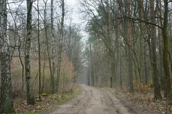 Estrada Terra Floresta Polônia — Fotografia de Stock