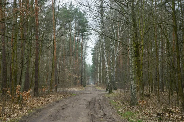 Ґрунтова Дорога Лісі Польщі — стокове фото