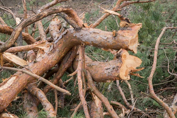 Avskogning Skuren Tall Grenar Närbild — Stockfoto