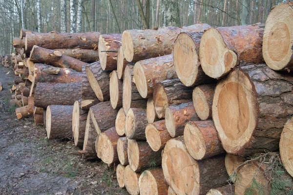 Heap Cut Pine Logs Forest — Stock Photo, Image