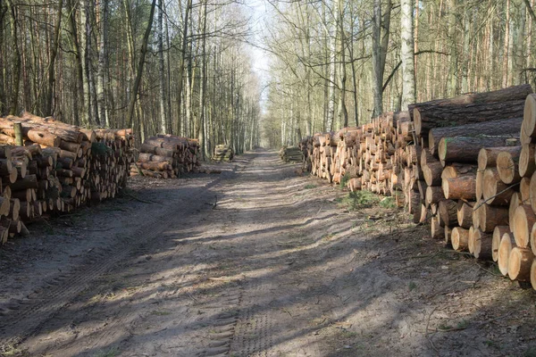 stacks of pine logs  at  forest road on sunny day