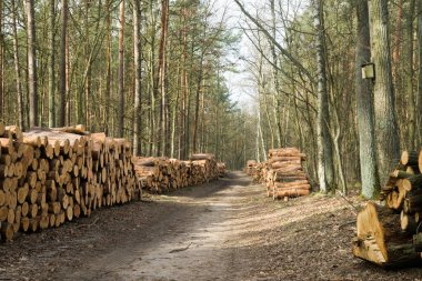 Güneşli bir günde orman yolunda çam kütükleri