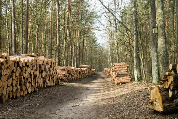 Güneşli bir günde orman yolunda çam kütükleri