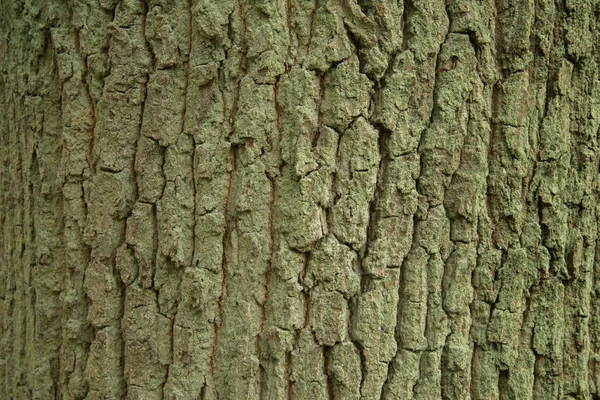 Eiken Schors Textuur Achtergrond Bedekt Met Korstmos — Stockfoto