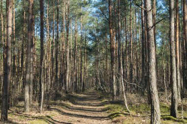 Çam ormanlarında yol güneşli bir günde