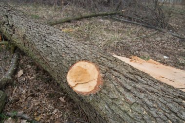 Ormanda kesilen meşe ağacı.