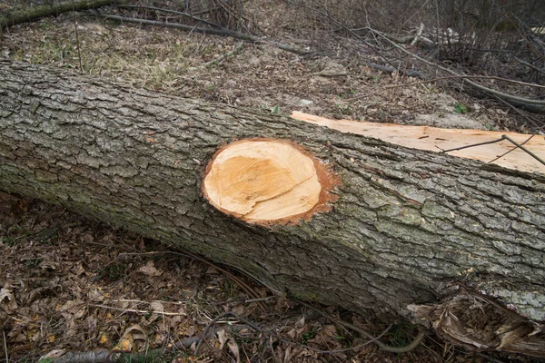 Klippa Träd Närbild Skogen — Stockfoto