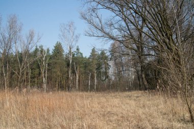 Orman ilkbaharın başlarında Polonya 'da güneşli bir günde
