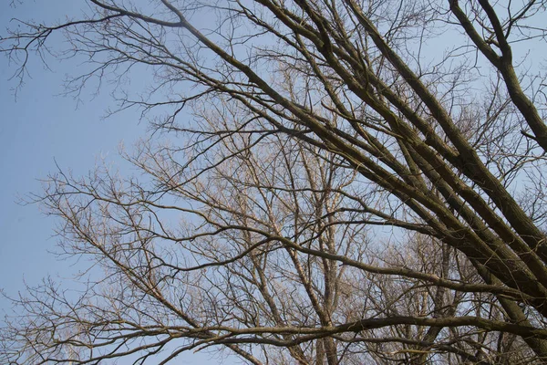 Kale Bomen Zonnige Dag Tegen Blauwe Lucht — Stockfoto