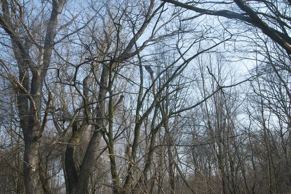 Arbres Nus Sur Une Journée Ensoleillée Contre Ciel Bleu — Photo