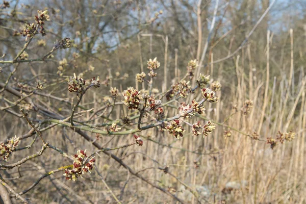 Acer Negundo Güneşli Bir Günde Yaşlı Çiçekler — Stok fotoğraf