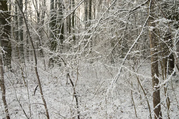 Bäume Äste Mit Schnee Wald Bedeckt — Stockfoto