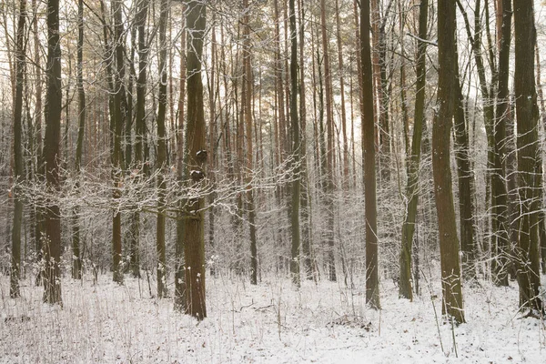 Trees Branches Covered Snow Forest — Stock Photo, Image