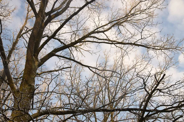 Kale Bomen Zonnige Dag Tegen Blauwe Lucht — Stockfoto