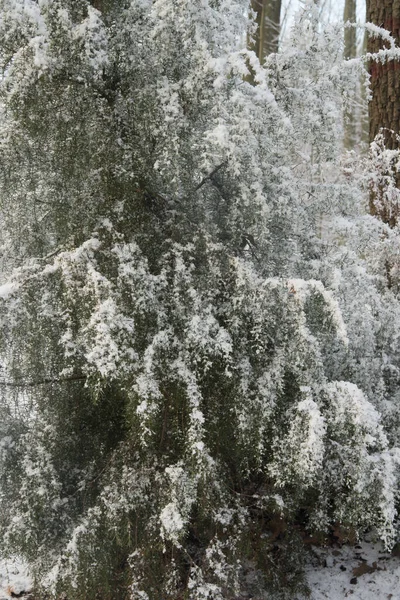 Wacholderzweige Wald Mit Schnee Bedeckt — Stockfoto