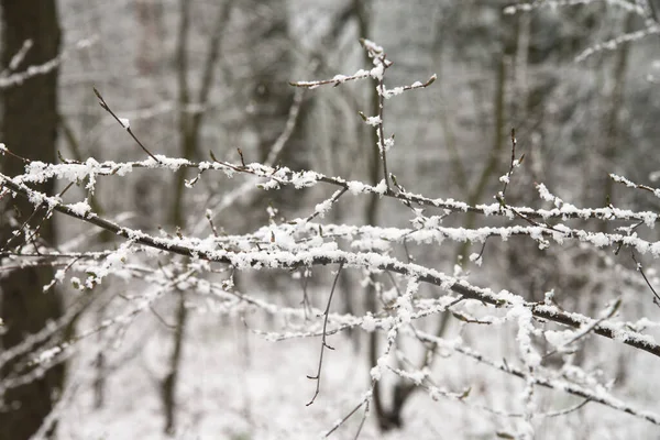 Ramas Árboles Cubiertas Nieve Bosque —  Fotos de Stock