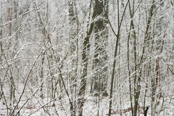 Trees Branches Covered Snow Forest — Stock Photo, Image