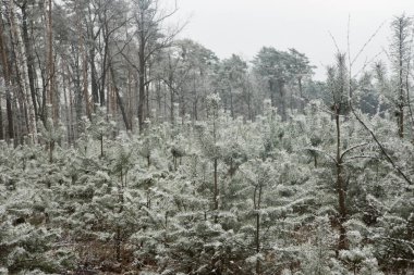 Ormanda karla kaplı genç çam ağaçları