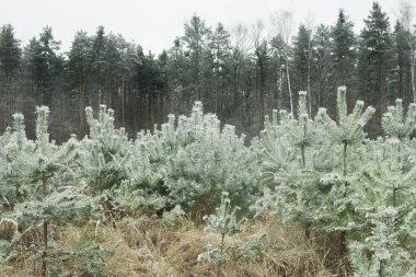 Ormanda karla kaplı genç çam ağaçları