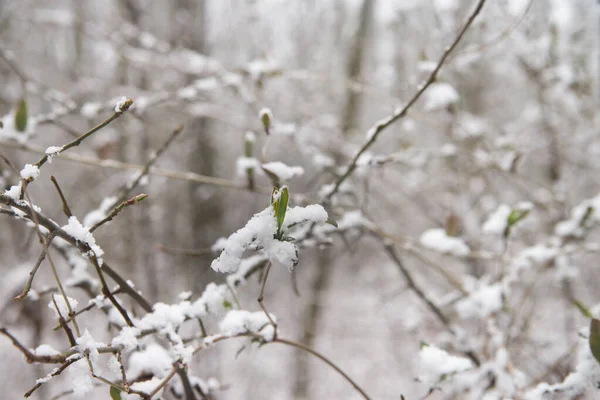 Wiosenne Zielone Pąki Liście Pokryte Śniegiem Zbliżenie — Zdjęcie stockowe