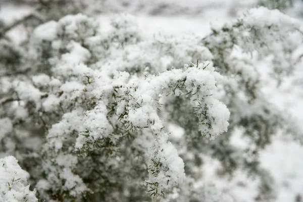 Ветки Можжевельника Покрытые Снегом Лесу — стоковое фото
