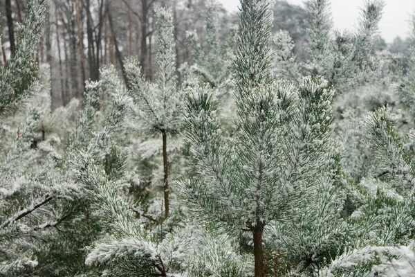 Молодые Сосны Покрытые Снегом Лесу — стоковое фото