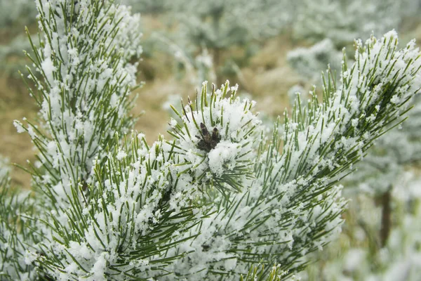 Pinos Jóvenes Cubiertos Nieve Bosque —  Fotos de Stock