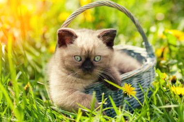 bir sepet içinde oturan küçük bir kedi yavrusu