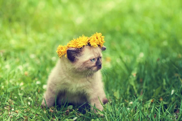 Kitten crowned dandelion chaplet — Stock Photo, Image