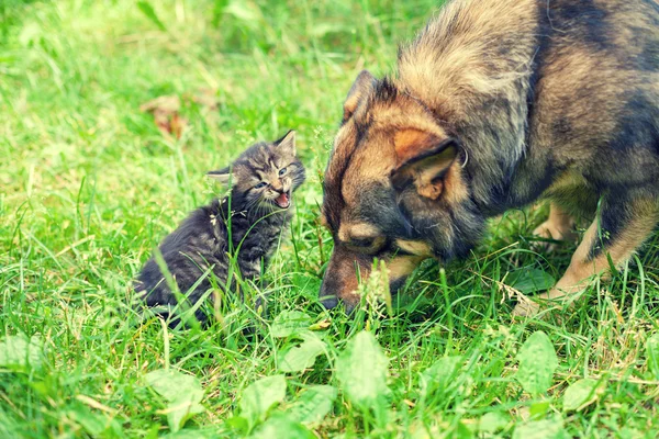 Grand chien et petit chaton — Photo