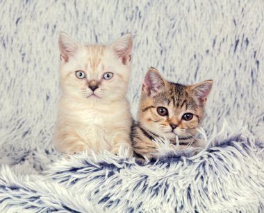 iki küçük yavru kedi