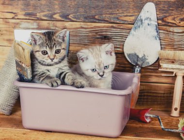 Küveti içinde oturan iki küçük yavru kedi 