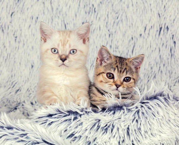 Två små kattungar — Stockfoto